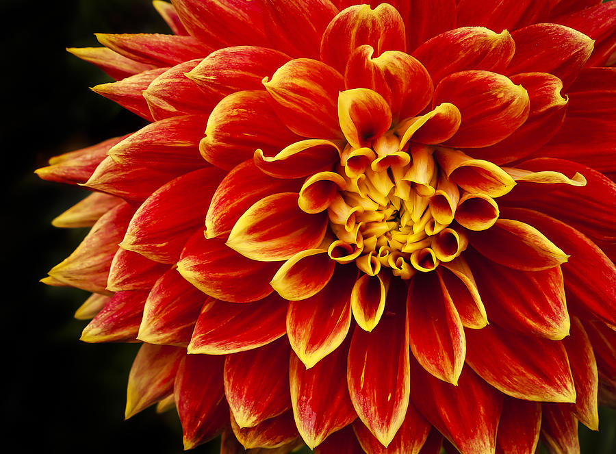 Two toned Dahlia Photograph by Jean Noren