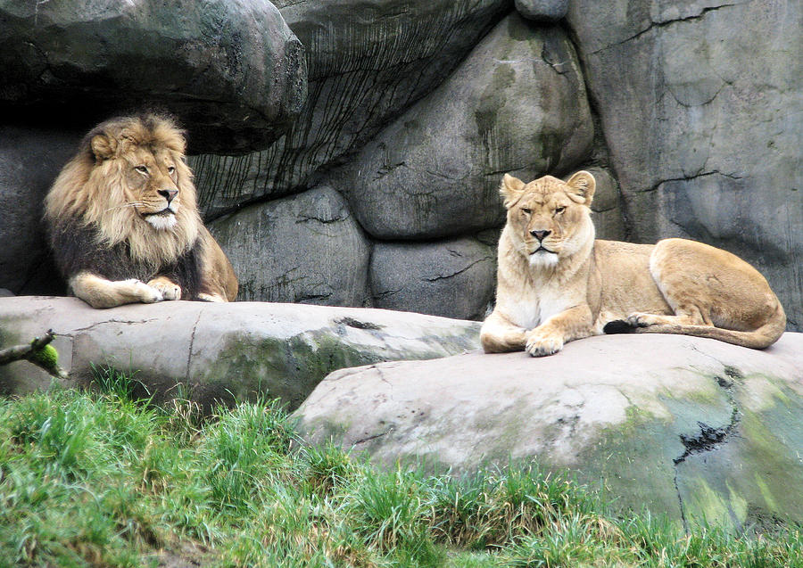 Two Tranquil Lions Photograph by Lora Fisher