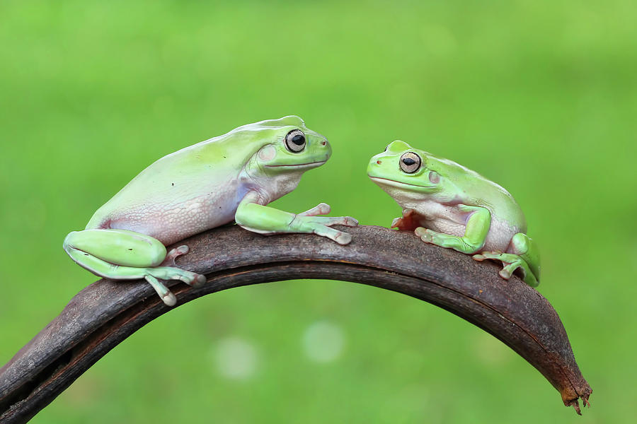 Two Tree Frogs Sitting On A Plant Photograph by Kuritafsheen