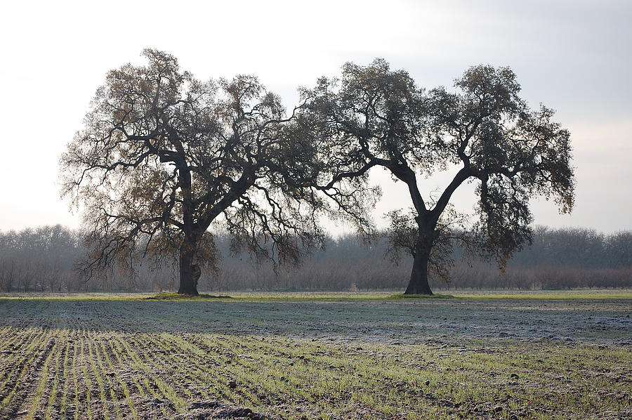 Two Tree Frosty Morning Photograph by Holly Blunkall