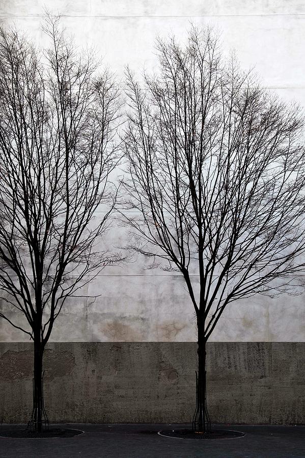 Two Trees Behind Old Wall In Winter Photograph by Gerard Hermand