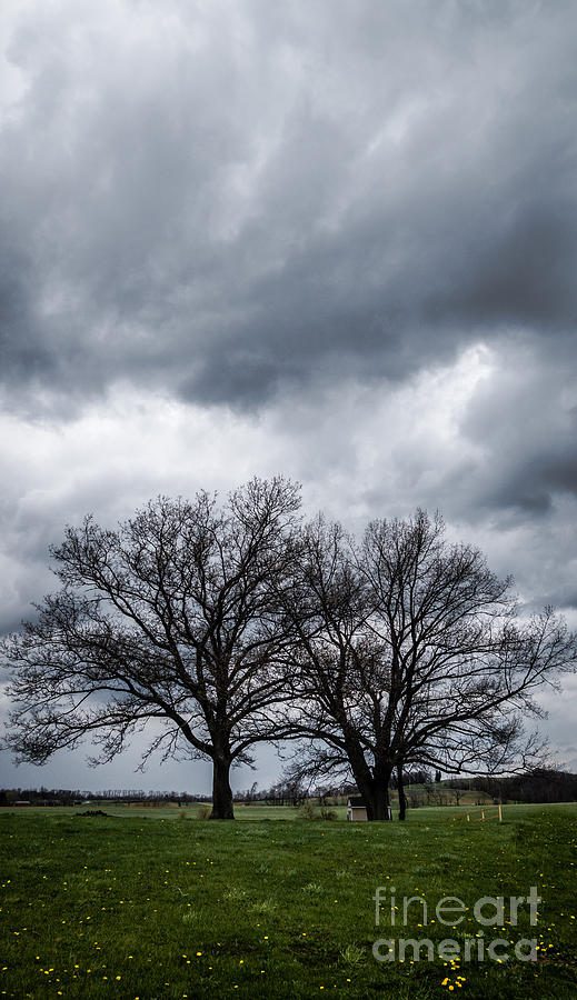 Two trees beneath a dark cloudy sky Photograph by Amy Cicconi