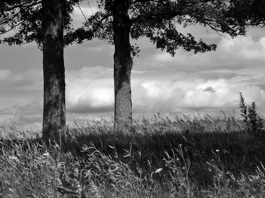 Two Trees bw Photograph by Elizabeth Sullivan