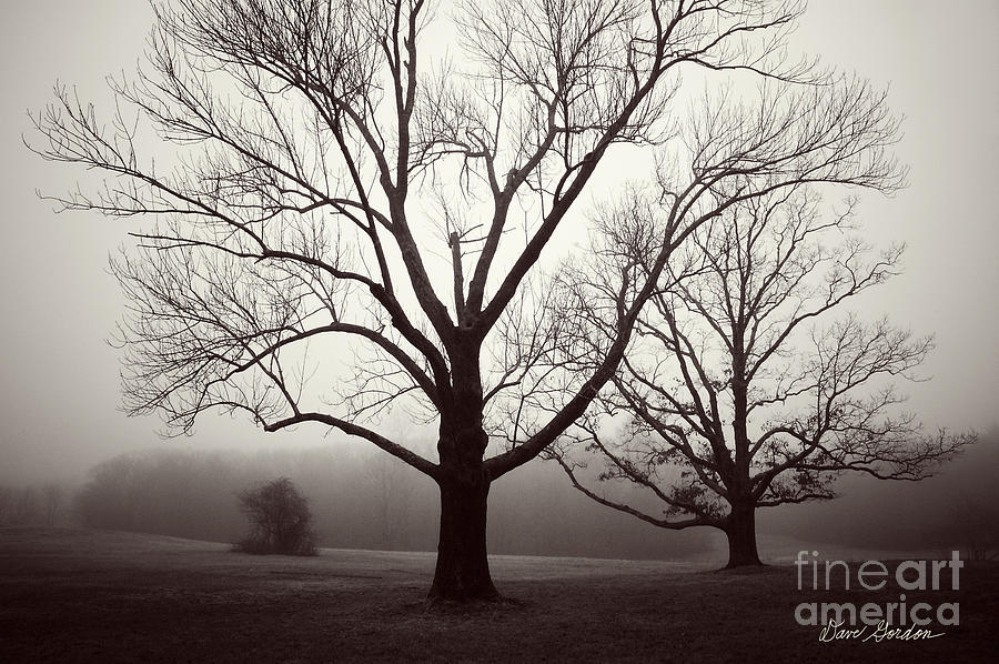 Two Trees Photograph by David Gordon