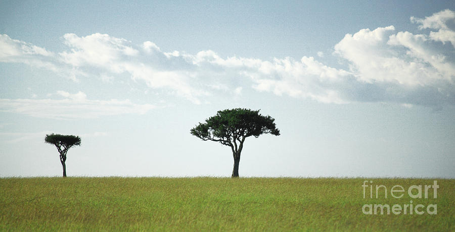 Wildlife Photograph - Two trees by Deborah Benbrook