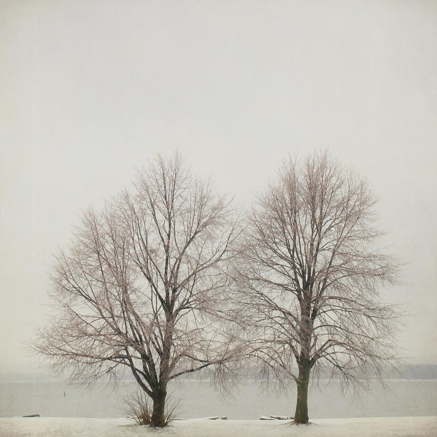 Two Trees Photograph by Francois Dion