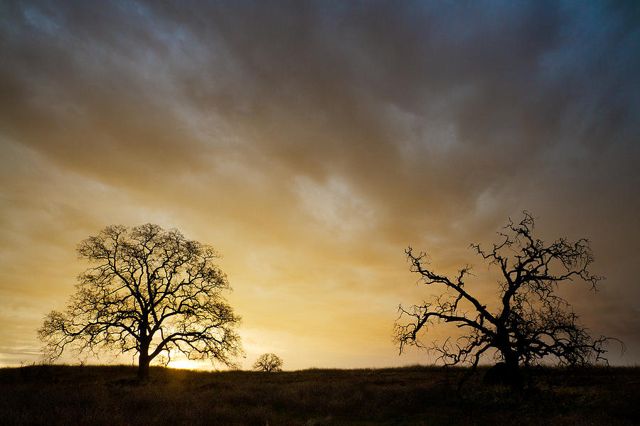 Two Trees Greeting The Sun Photograph by Robert Woodward
