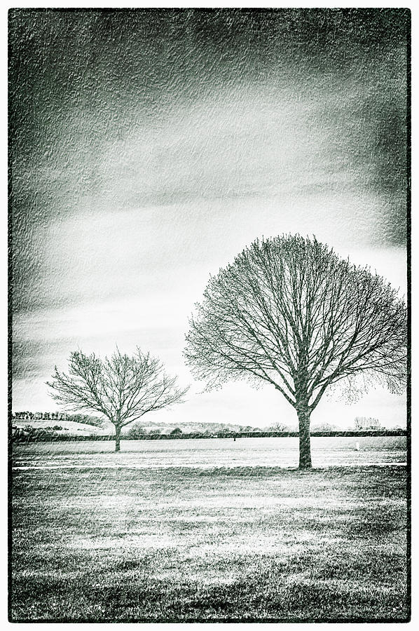 Two Trees in a field Photograph by Lenny Carter
