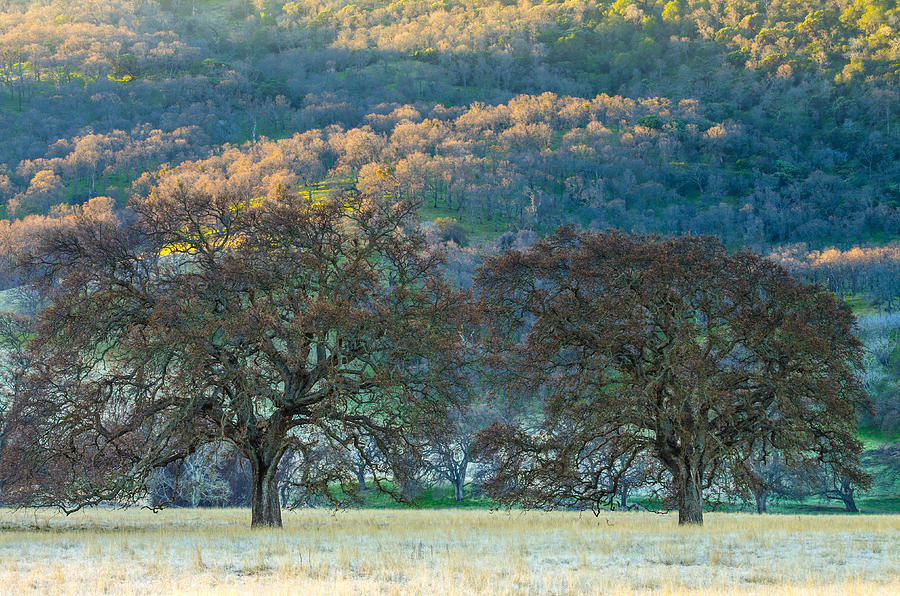 Two Trees In A Frosty Field Photograph by Marc Crumpler