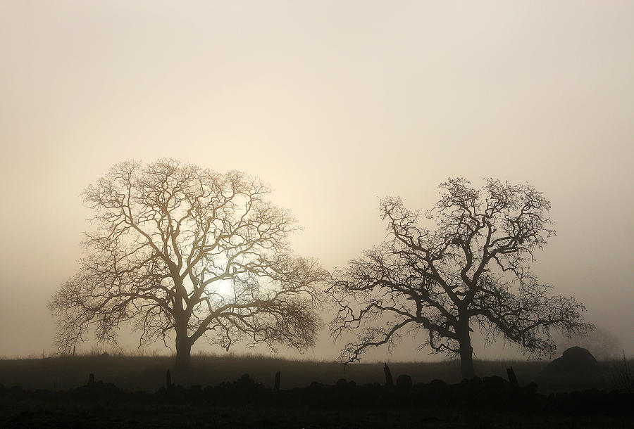 Two Trees In Fog Photograph by Robert Woodward