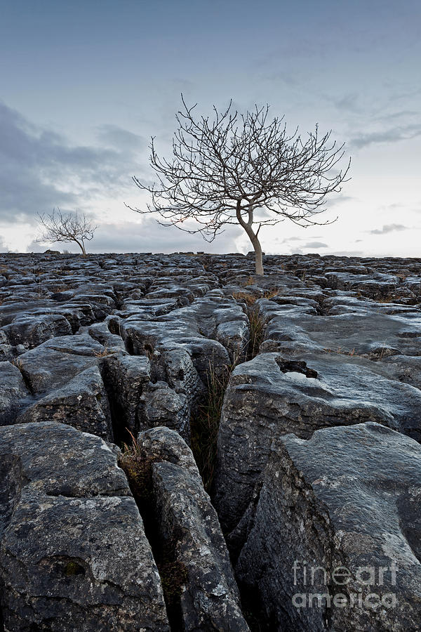 Tree Photograph - Two trees on Southerscale Scar by Richard Thomas