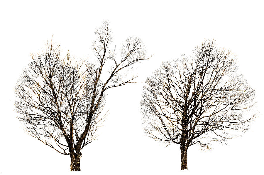 Two Trees Present Photograph by David Lee Black - Pixels