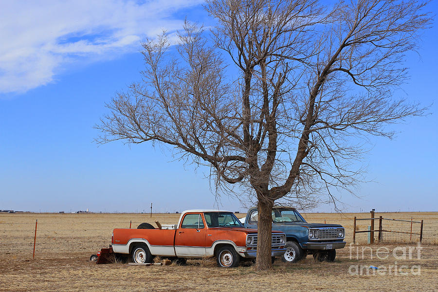 Truck Photograph - Two Trucks and a Tree by Ashley M Conger