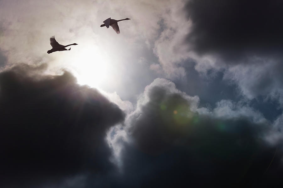 Two Trumpeter Swans Gain Altitude As Photograph by John Hyde / Design Pics