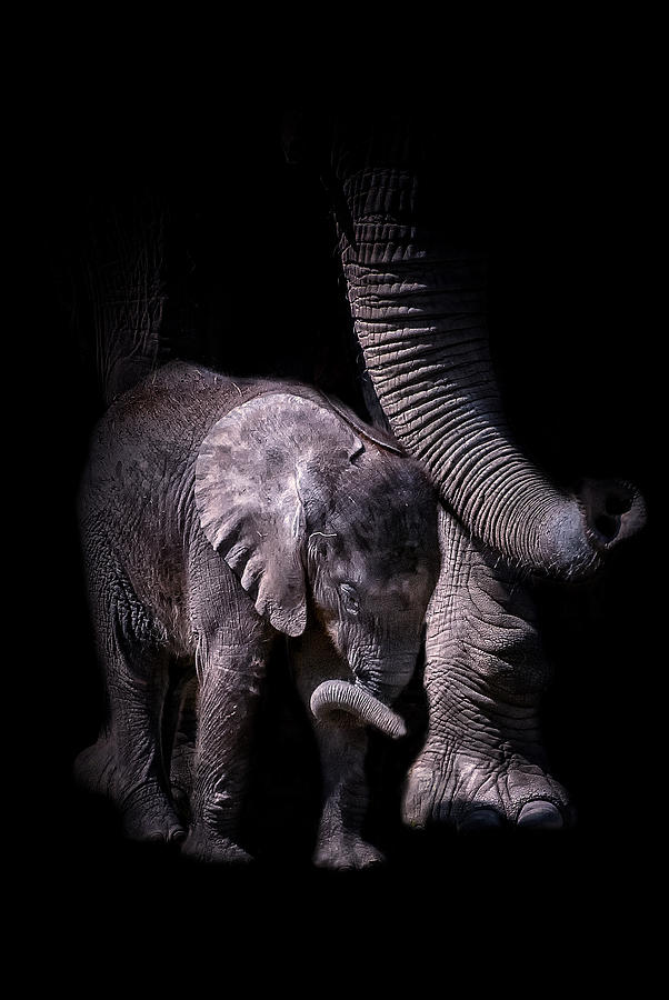 Two Trunks Photograph by Ghostwinds Photography