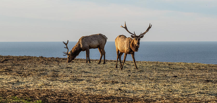 Point Reyes National Seashore Photograph - Two Tule Elk Cervus Canadensis Nannodes by Animal Images