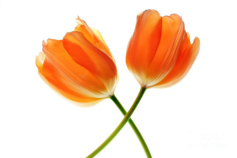 Two Tulip Flowers Crossed Photograph by Charline Xia