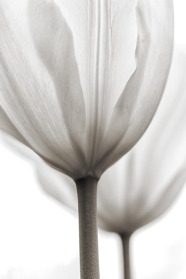 Two Tulips Bw 1 Photograph