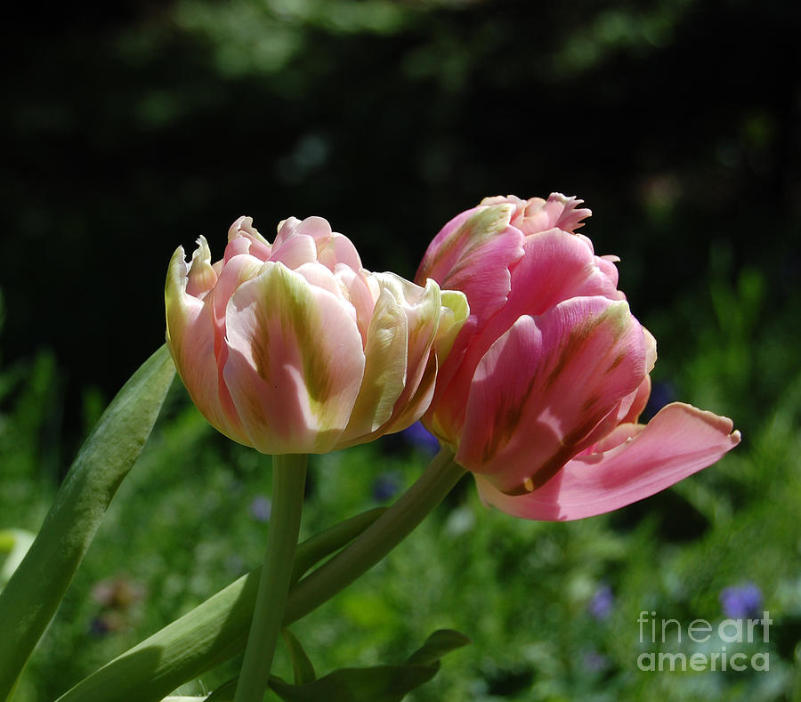 Two Tulips by jrr Photograph by First Star Art