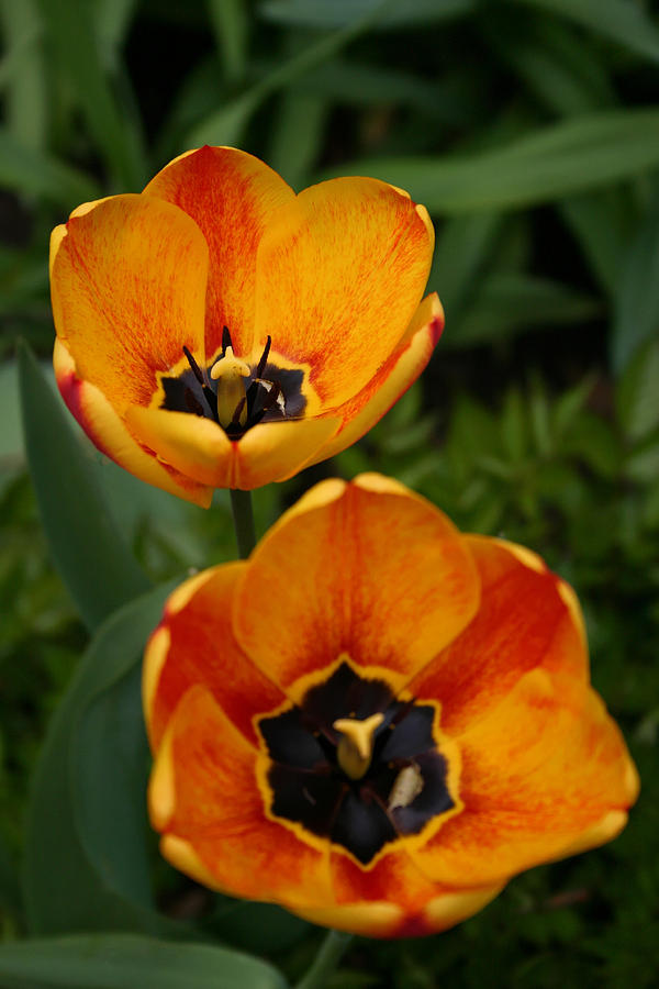 Nature Photograph - Two Tulips by Denyse Duhaime