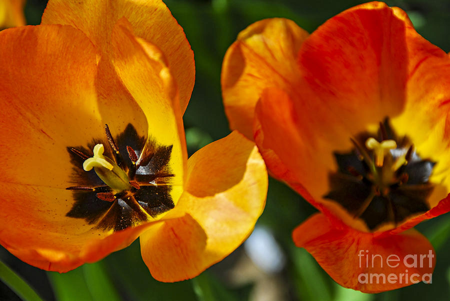 Tulip Photograph - Two tulips by Elena Elisseeva