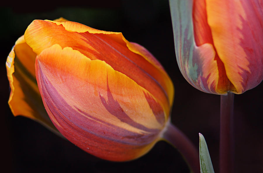 Two Tulips Photograph by Leda Robertson