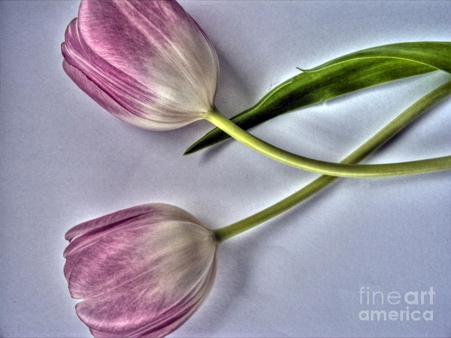 Two Tulips Photograph by Nina Ficur Feenan
