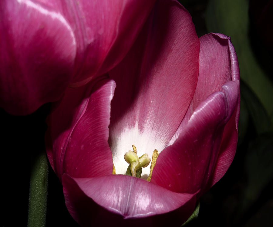 Tulip Photograph - Two Tulips Touching by Camille Lopez