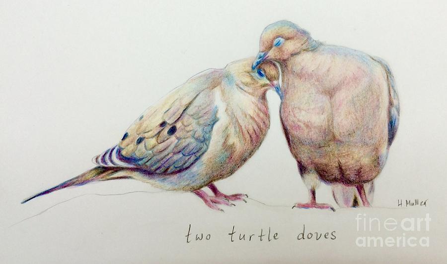 Two Turtle Doves Drawing by Harriet Muller Fine Art America