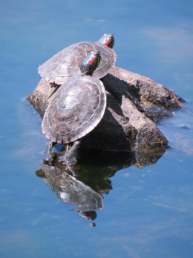 Nature Photograph - Two turtles on a rock by Teresa Cox