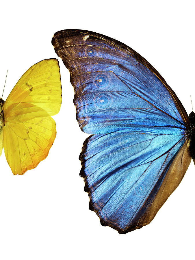 Two Types Of Butterfliesside By Side Photograph by Ballyscanlon