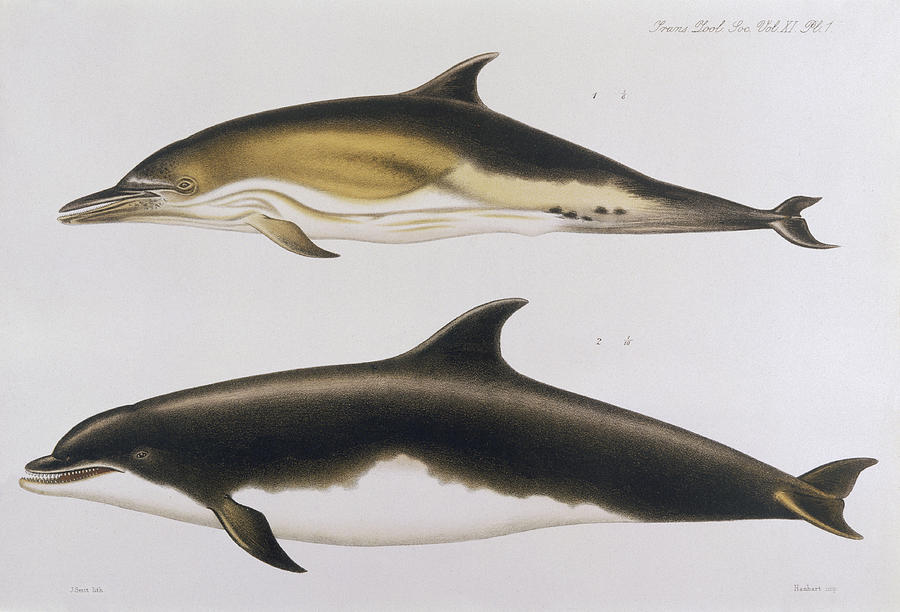 Dolphin Drawing - Two Varieties Of Dolphin   Delphinus by Mary Evans Picture Library