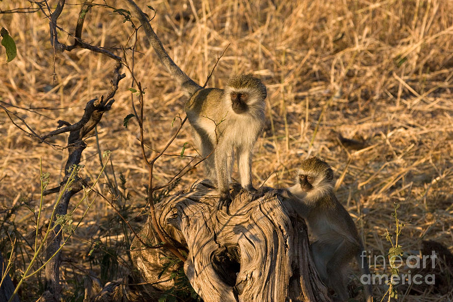 Two Vervet Monkeys Photograph by Chris Scroggins