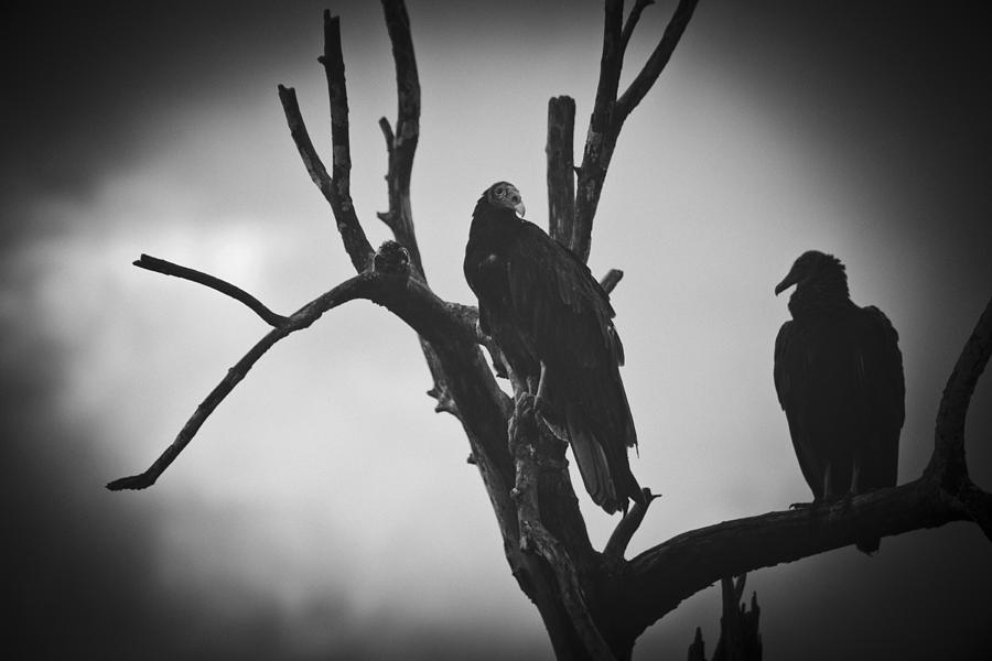 Two Vultures Photograph by Bradley R Youngberg
