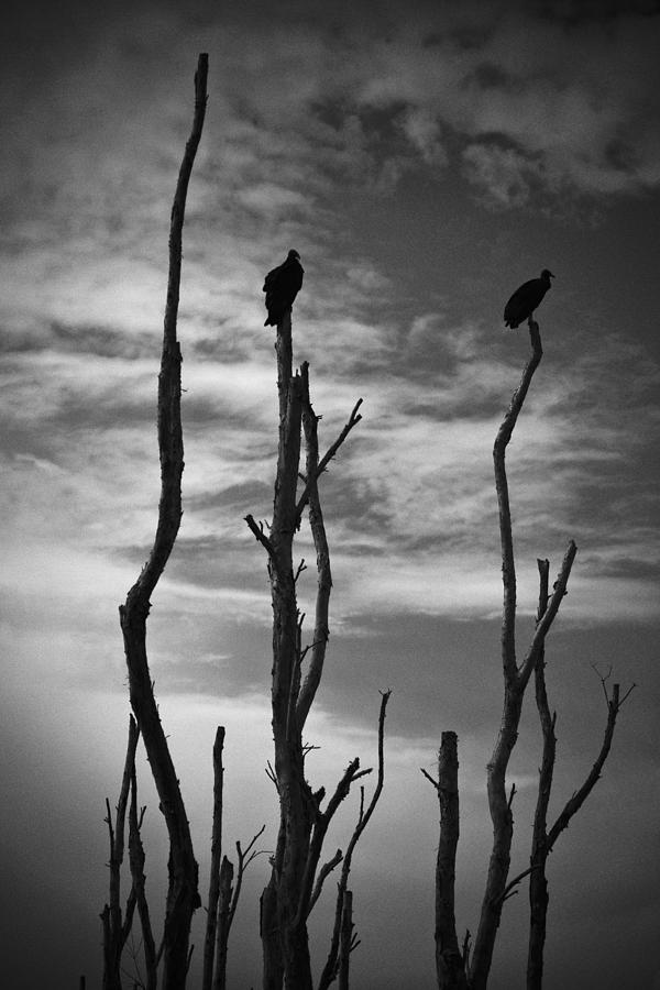 Two Vultures On Dead Trees Photograph