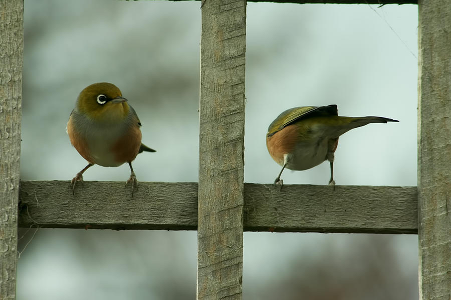 Two Waxeyes Photograph by Amanda Stadther