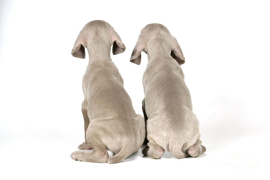 Two Weimaraner Puppies Photograph by John Daniels