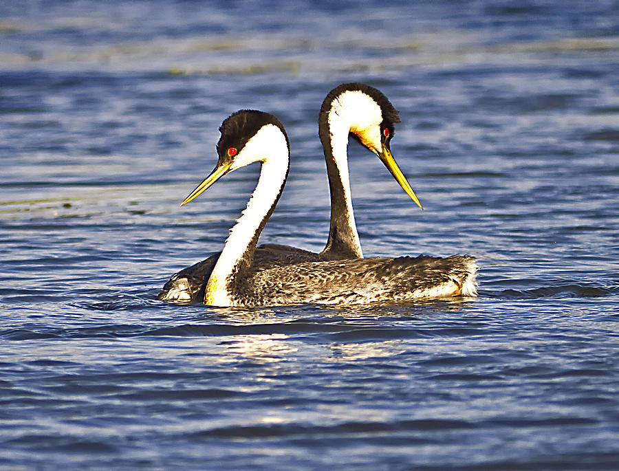 Two Western Grebes Photograph