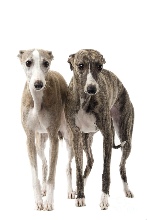 Two Whippets Photograph by Jean-Michel Labat
