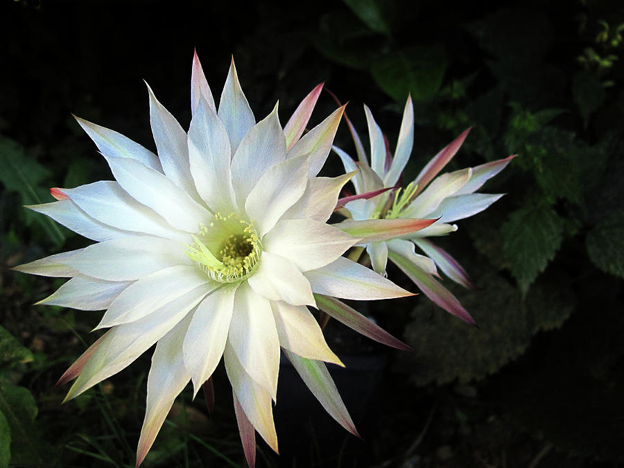 Two White Cactus Flowers Photograph by Rosmarie Wirz