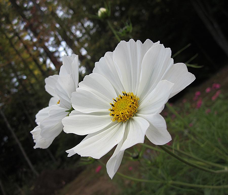 Two white Cosmos Photograph by MTBobbins Photography