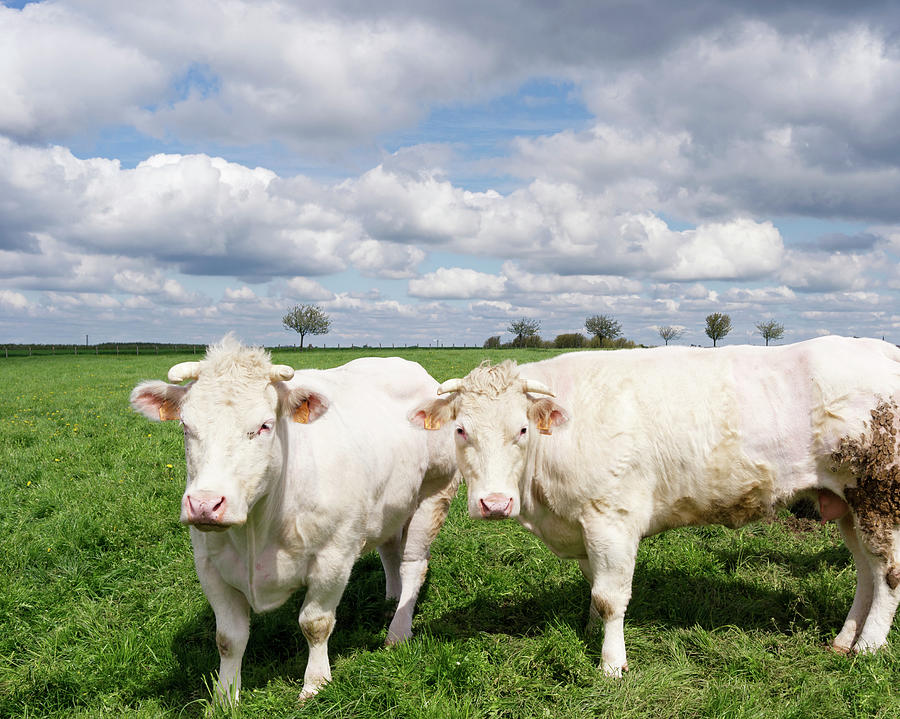 Two White  Cows Looking At Camera In Photograph by Brytta