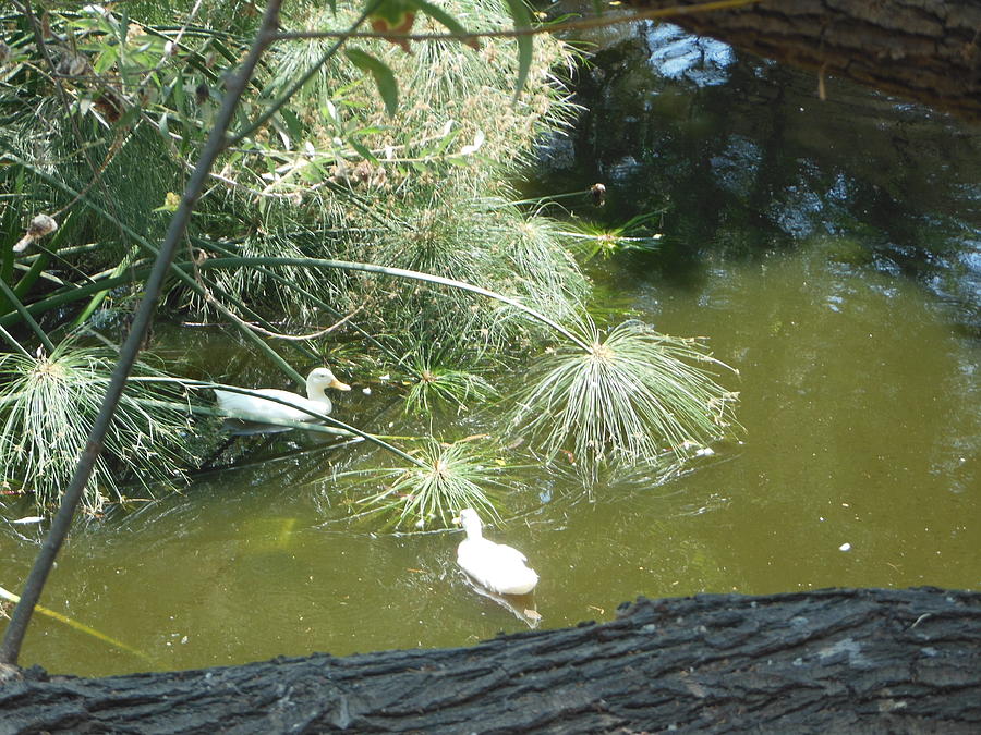 Two White Ducks Photograph by Esther Newman-Cohen