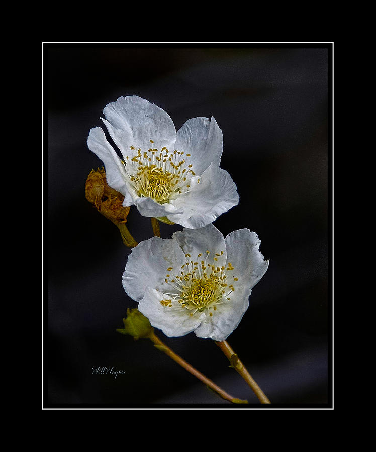 Two White Flowers Photograph by Will Wagner