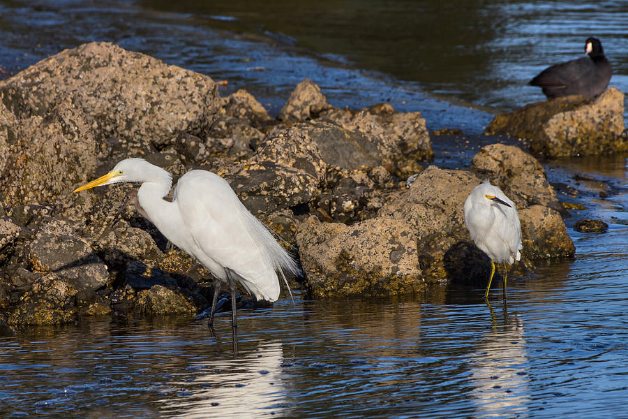 Two White Herons and a Coot Photograph by Kathleen Bishop