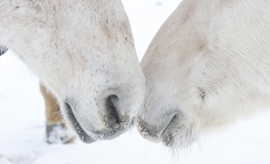 Two White Horse Muzzles Photograph by Toni Thomas
