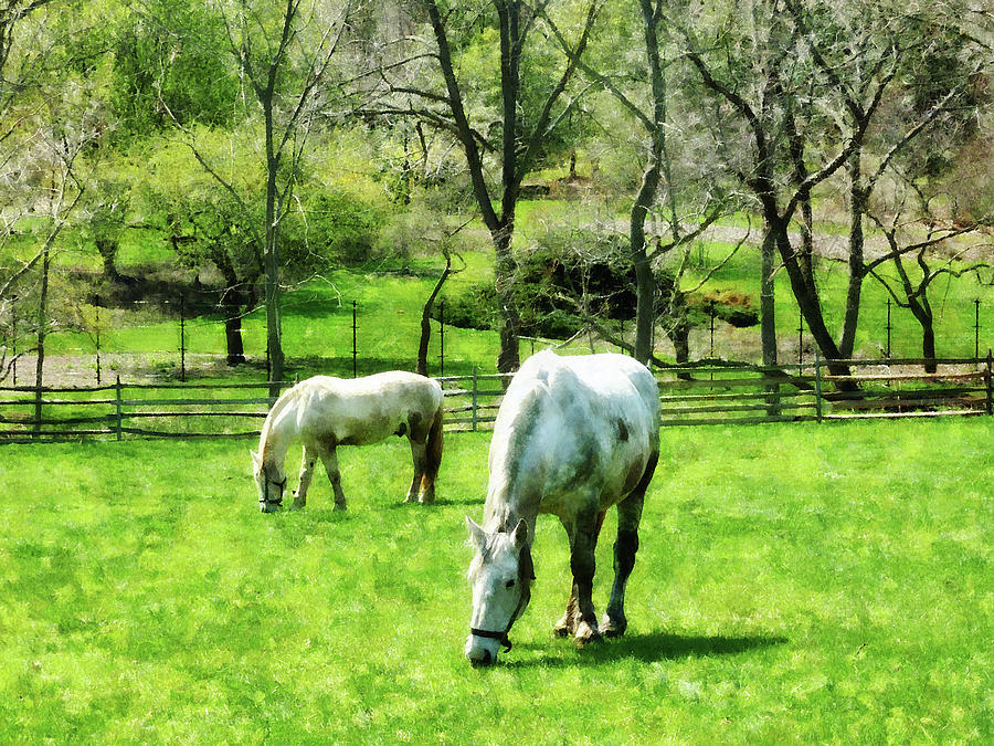 Two White Horses Grazing Photograph by Susan Savad