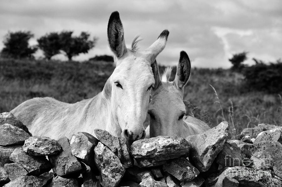 Donkey Photograph - Two white Irish donkeys by RicardMN Photography