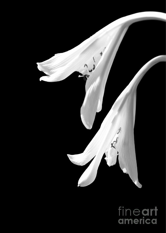 Black And White Photograph - Two White Lilies by Sabrina L Ryan