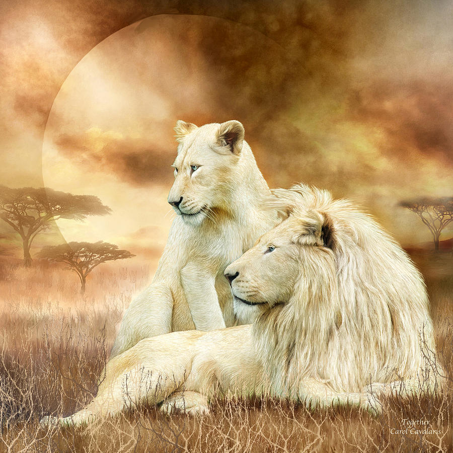 Two White Lions - Together Mixed Media by Carol Cavalaris